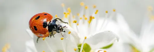 Photo: A ladybug invites to a spring arrangement
